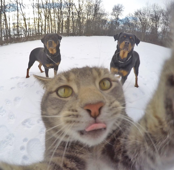 gato-manny-selfies-camara-gopro-1