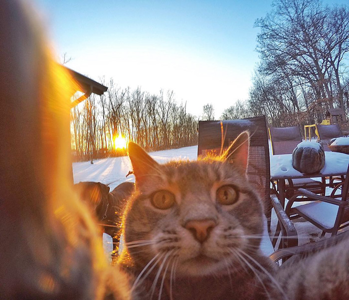 gato-manny-selfies-camara-gopro-3