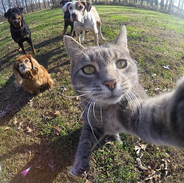 gato-manny-selfies-camara-gopro-5