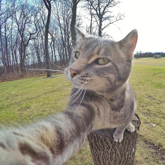 gato-manny-selfies-camara-gopro-6