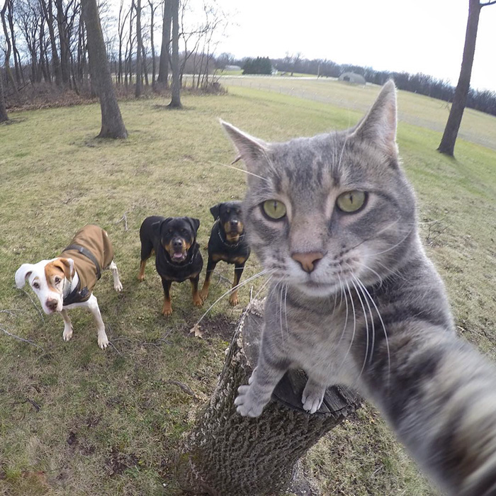 gato-manny-selfies-camara-gopro-7