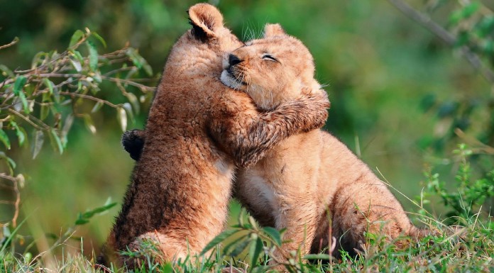 ¡Cómo se quieren estos animales!