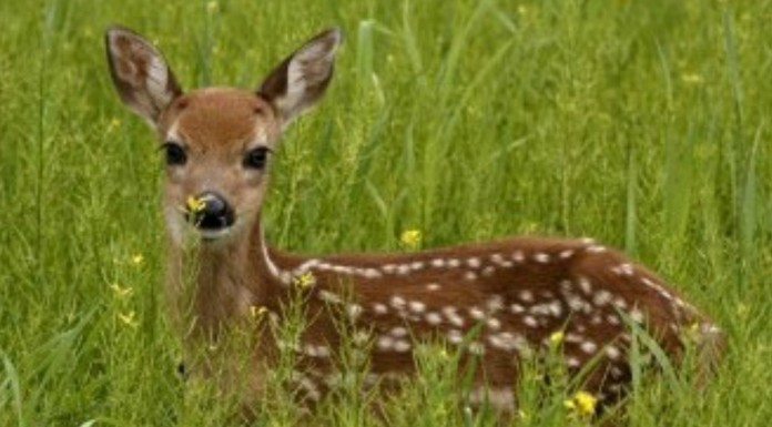 A bambi, ¡le encantan las patatas!
