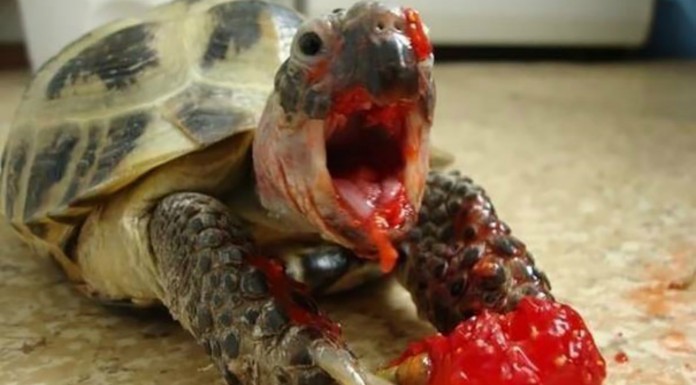 Animales comiendo ¡muy simpáticos!