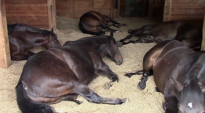 Caballos durmiendo adorablemente en un establo