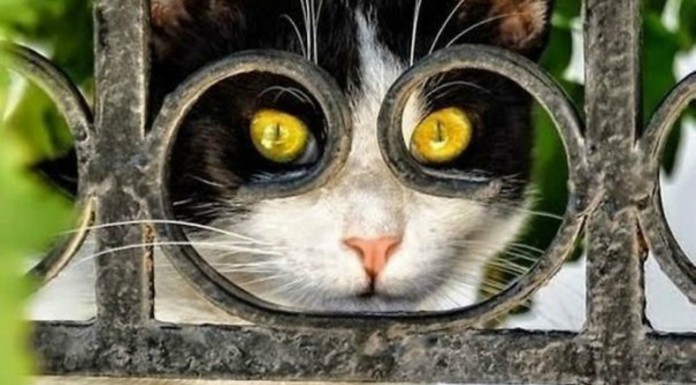 Divertidas fotos de animales (Parte I)