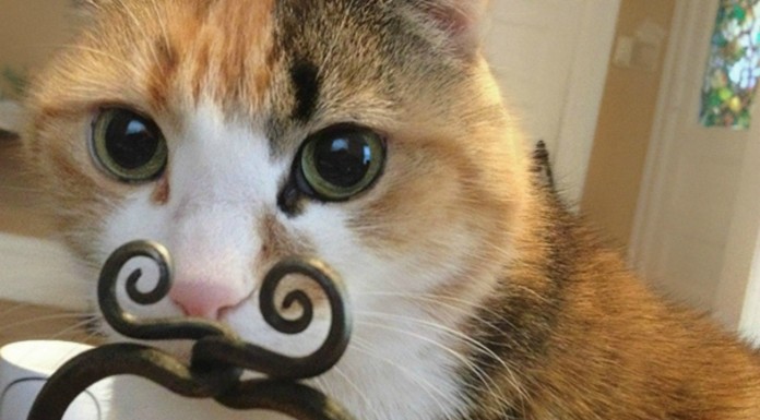 Divertidas fotos de animales (Parte II)