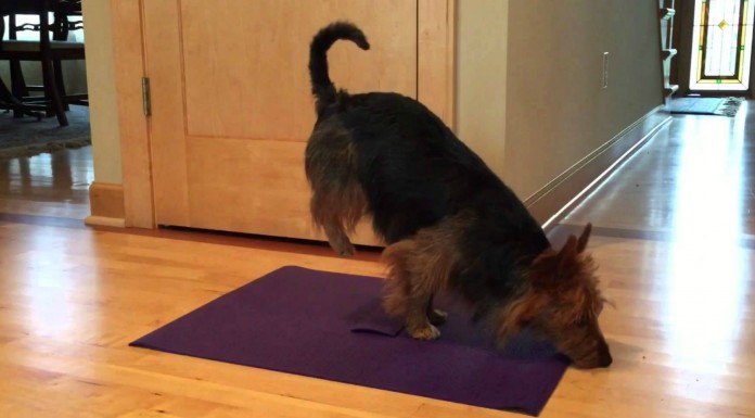 El pequeño terrier que hace yoga
