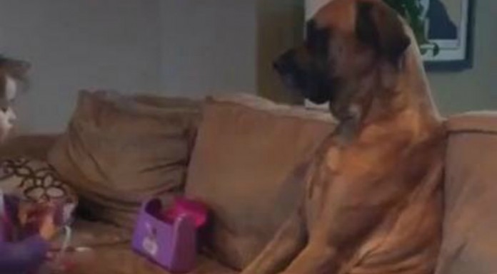 El perro con más paciencia del mundo