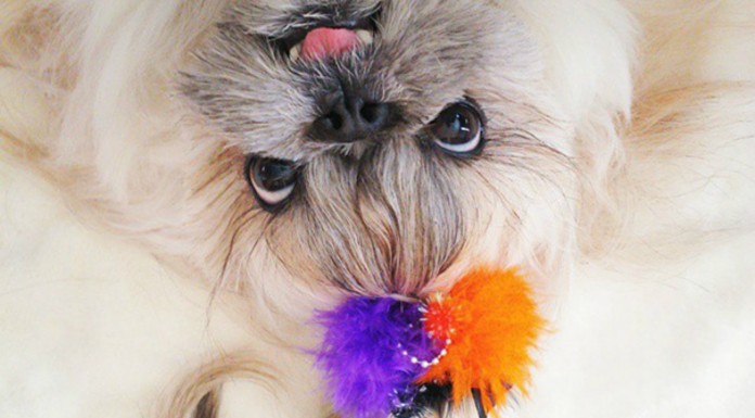 El perro que tiene un peinado nuevo ¡cada día! (Parte I)