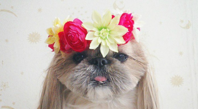 El perro que tiene un peinado nuevo ¡cada día! (Parte II)