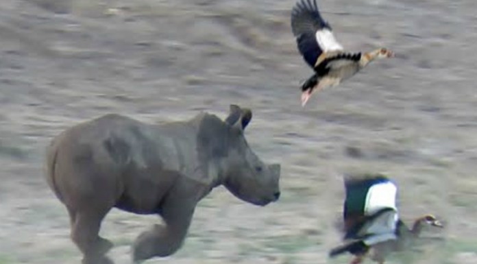 El rinoceronte que quería volar