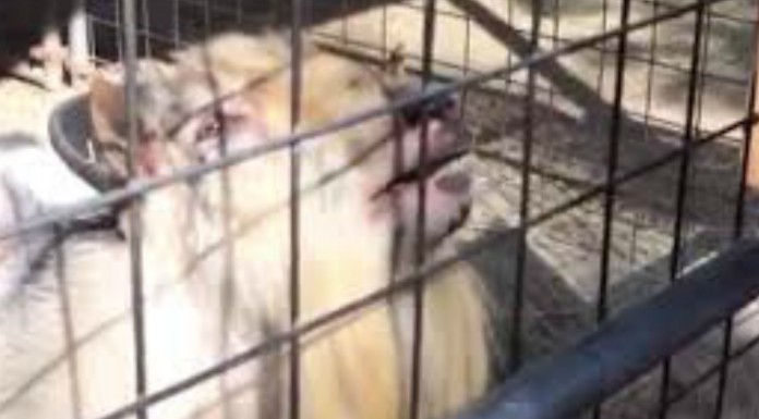 Esta cabra hace unos sonidos muy peculiares