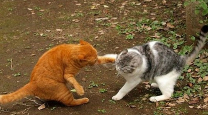 Este gato enseña quién manda en la casa