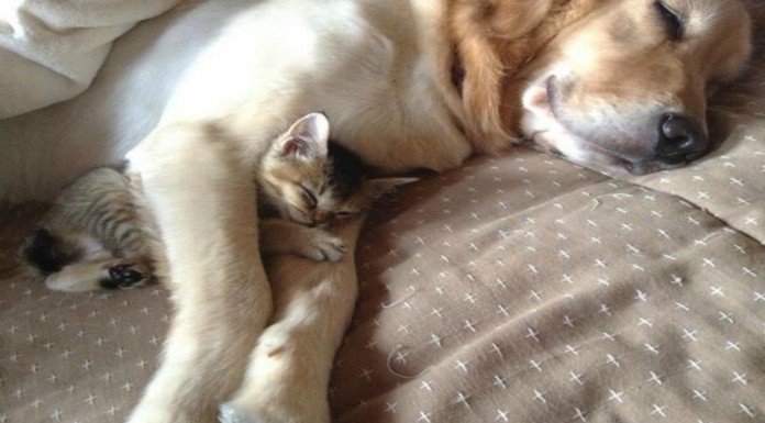 Este perro juega ¡con un gatito!