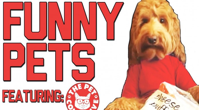 Estos animales ¡te harán reír muchísimo!