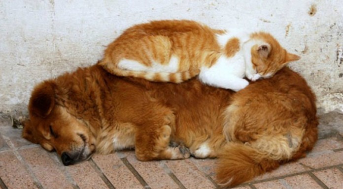 Gatos utilizando a los perros de almohada (Parte I)