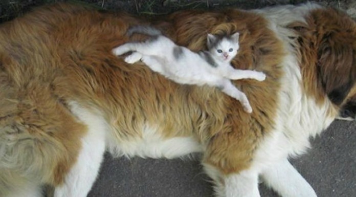 Gatos utilizando a los perros de almohada (Parte II)