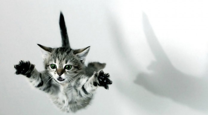 Gatos ¡algo torpes!