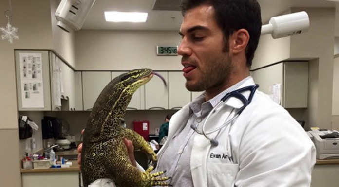 Hospitales de animales que resultan ¡adorables!