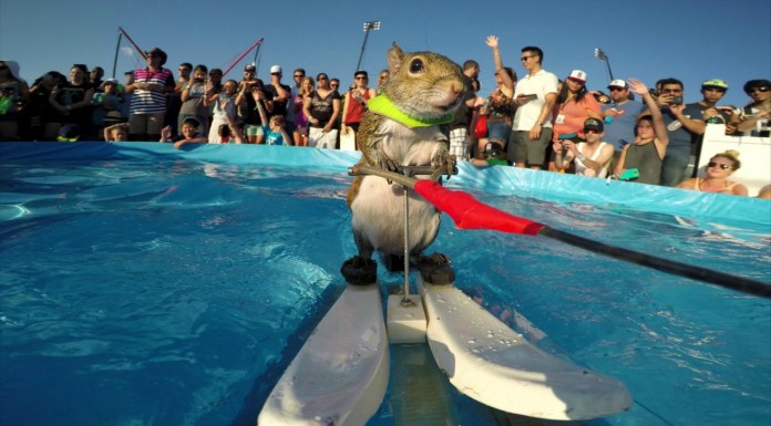 La ardilla que hace ¡esquí acuático!