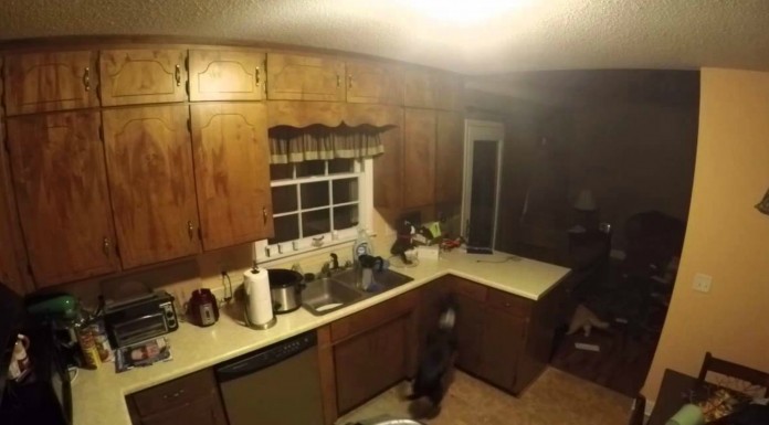 La que puede liar un perro solo en casa…