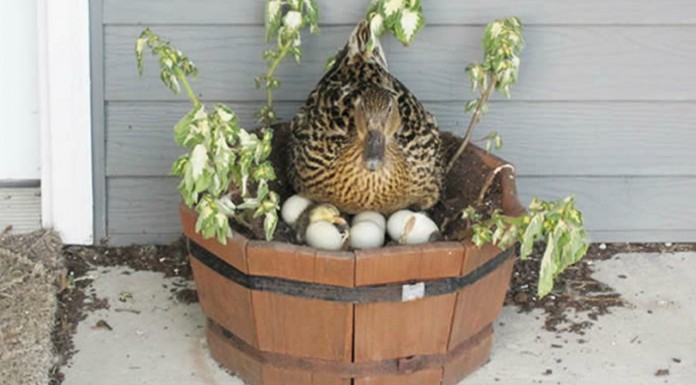 Nidos de pájaros en lugares ¡muy curiosos!