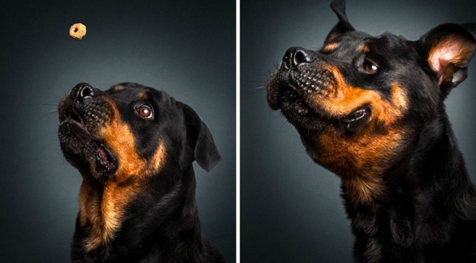 Perros ¡hambrientos!