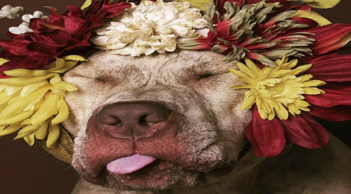 Pit Bull Flower Power