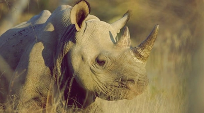 Rinoceronte bebés ¡adorables!