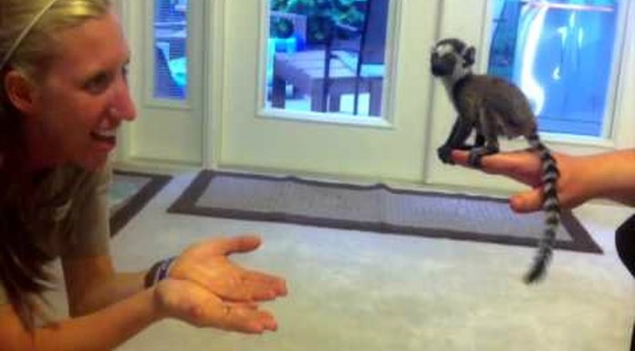 Un bebé lemur salta ¡por primera vez!