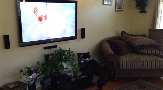 Un perro muy feliz viendo la televisión