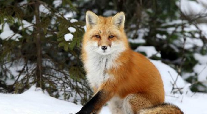 Un zorro ¡muy divertido!