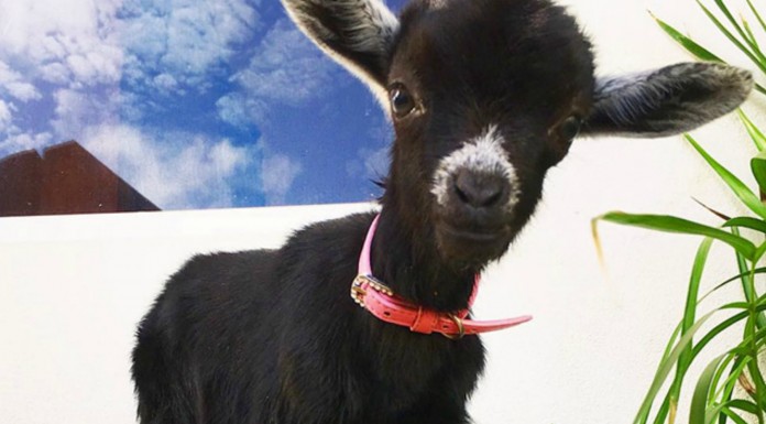 Una cabra: tu mejor compañera de yoga