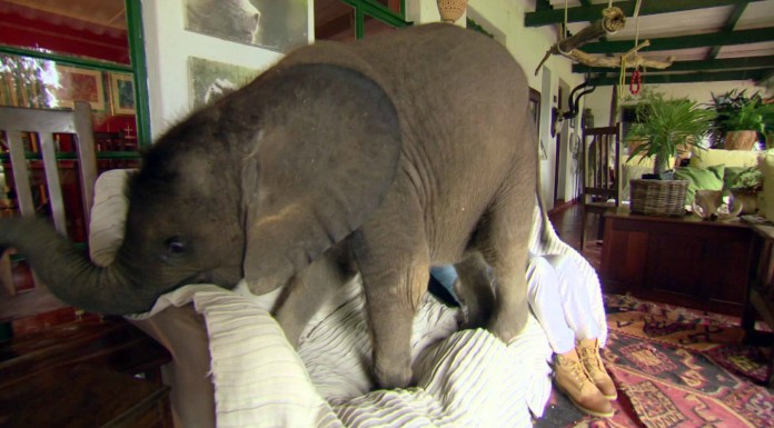 Una cría de elefante no para de perseguir a su rescatadora