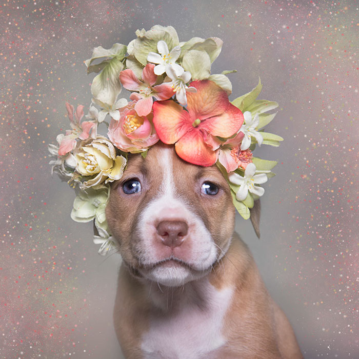 adoptar-perros-pitbull-flores-sophie-gamand-1