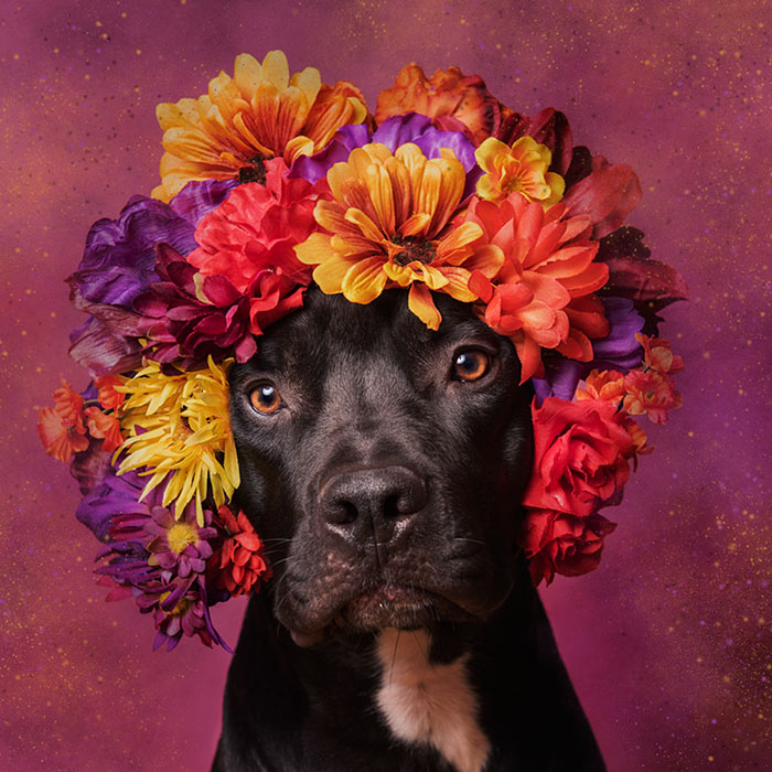 adoptar-perros-pitbull-flores-sophie-gamand-10