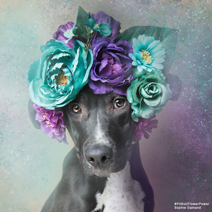 adoptar-perros-pitbull-flores-sophie-gamand-3