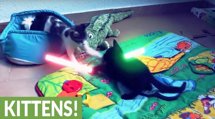 Gatitos ¡con sables láser!