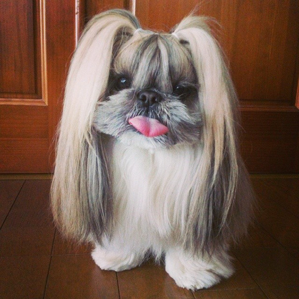 perro-kuma-peinados-diarios-instagram-moemn-2
