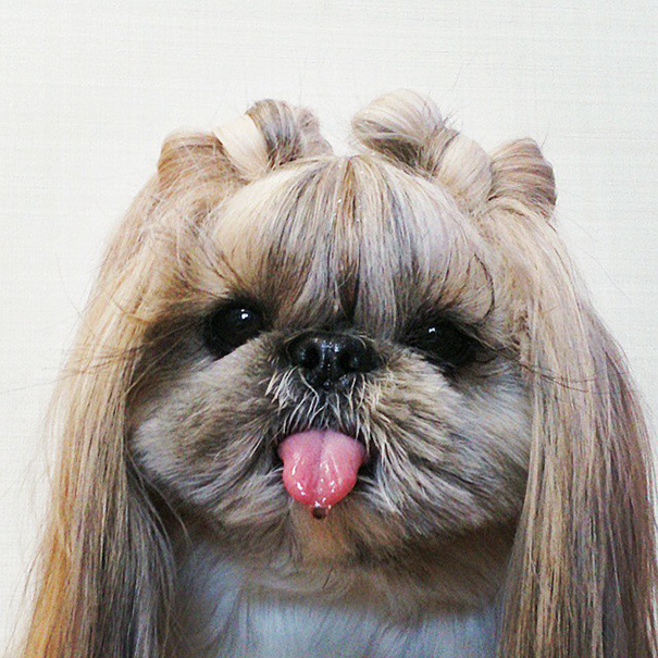 perro-kuma-peinados-diarios-instagram-moemn-6