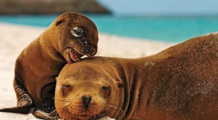 Curiosos datos sobre animales ¡que te harán sonreír! (Parte I)