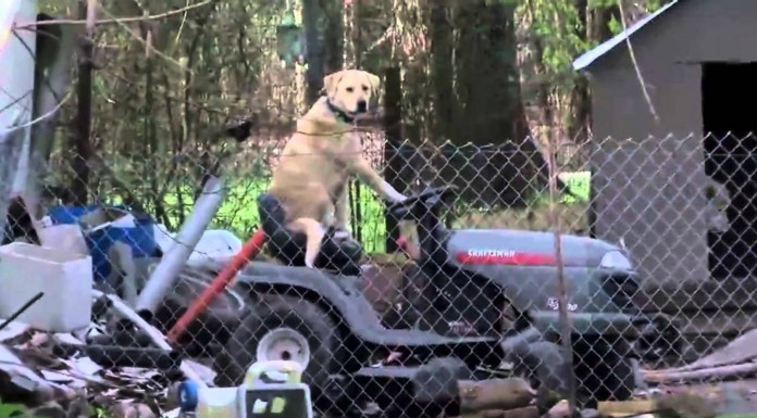 El perro que quería cortar el césped