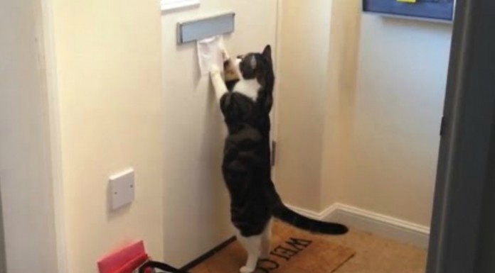 Los gatos y ¡el correo!