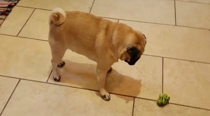 Perros vs brócoli