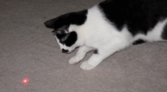 El gran enemigo de los gatos: el láser