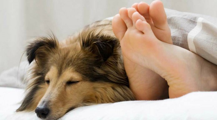 El perro que no te deja ¡salir de la cama!