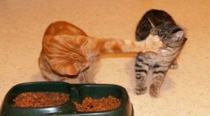 Los gatos más egoístas del mundo