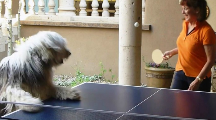 Los perros y su juego favorito: el ping pong