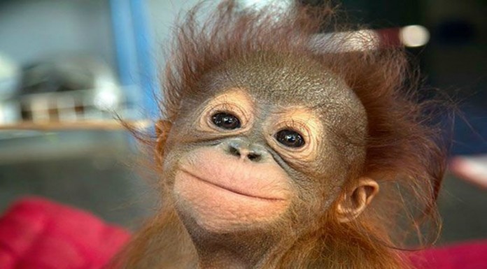 Monos ¡superdivertidos!